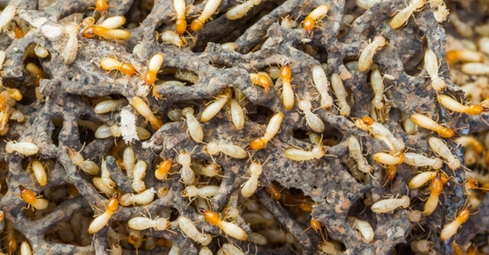 termites