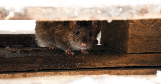 Rat hiding under wooden planks