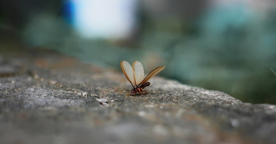 Termite with wings