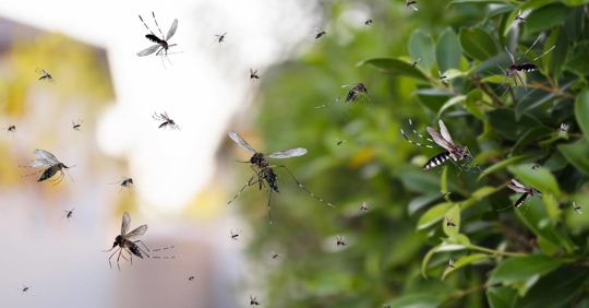mosquito invasion in the yard