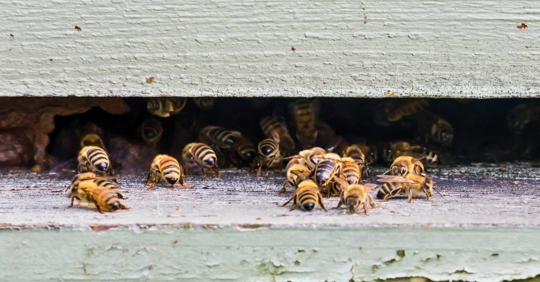 bees at the entrance of a hive