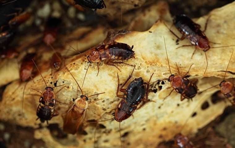 cockroaches on a dirty counter