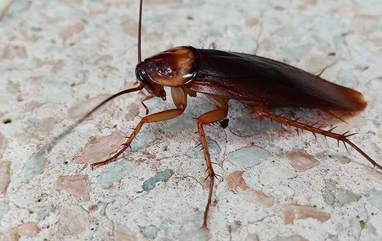Cockroaches