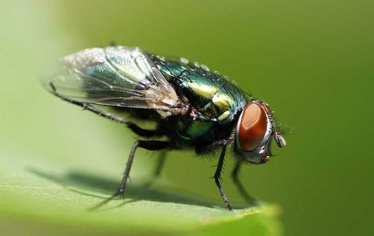 Flies