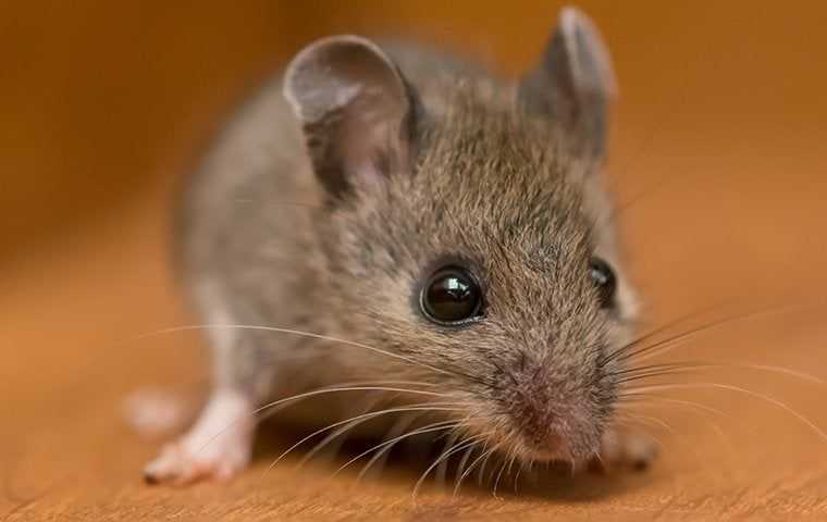 House Mouse