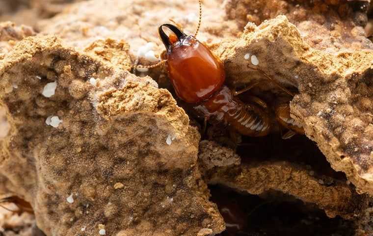 termites