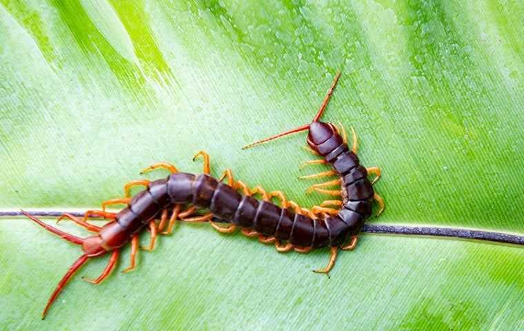 Centipedes & Millipedes