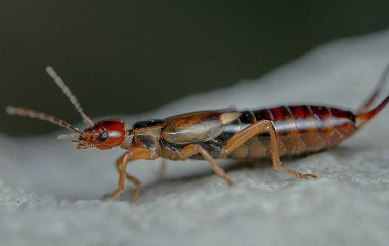 Earwigs