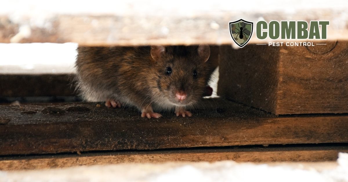 Rodent Problem Army Unmasking the Structural Risks of Winter Rodent Infestations in South ...