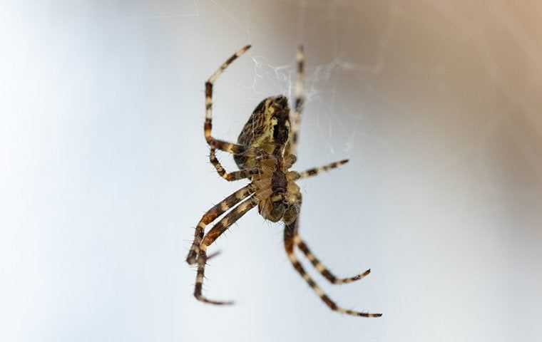 spider in a web